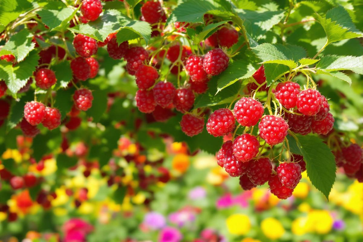 Comment un geste simple peut transformer un framboisier en véritable mine d'or !.jpg